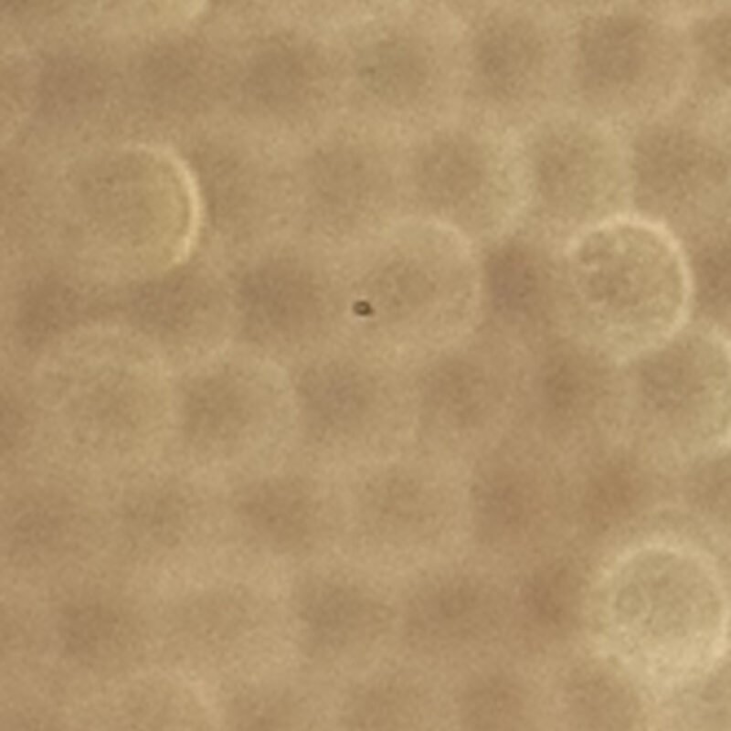 Profile picture of Testdkh